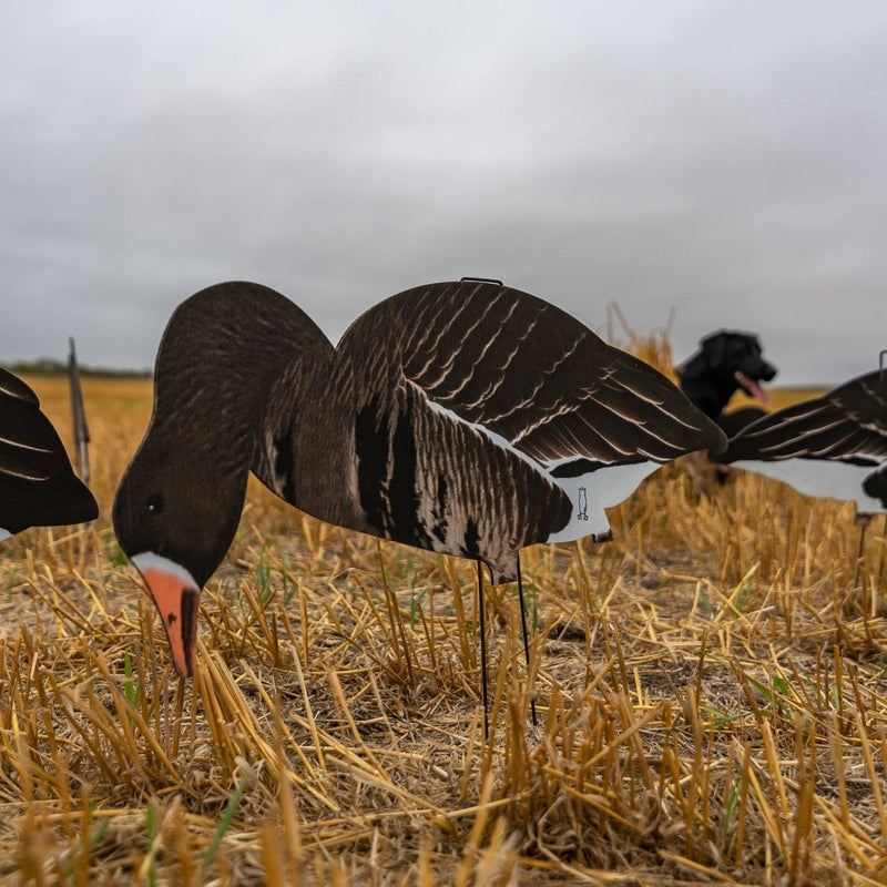 Fully Flocked Specklebelly Goose Silhouettes silhouettes
