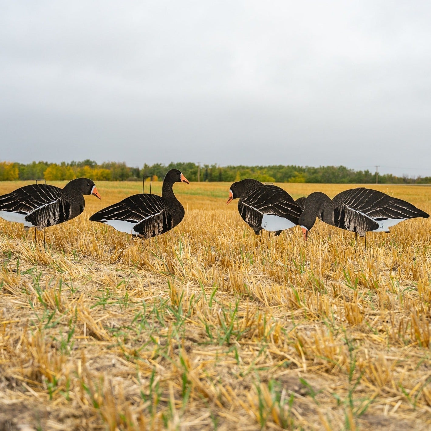 Fully Flocked Specklebelly Goose Silhouettes silhouettes
