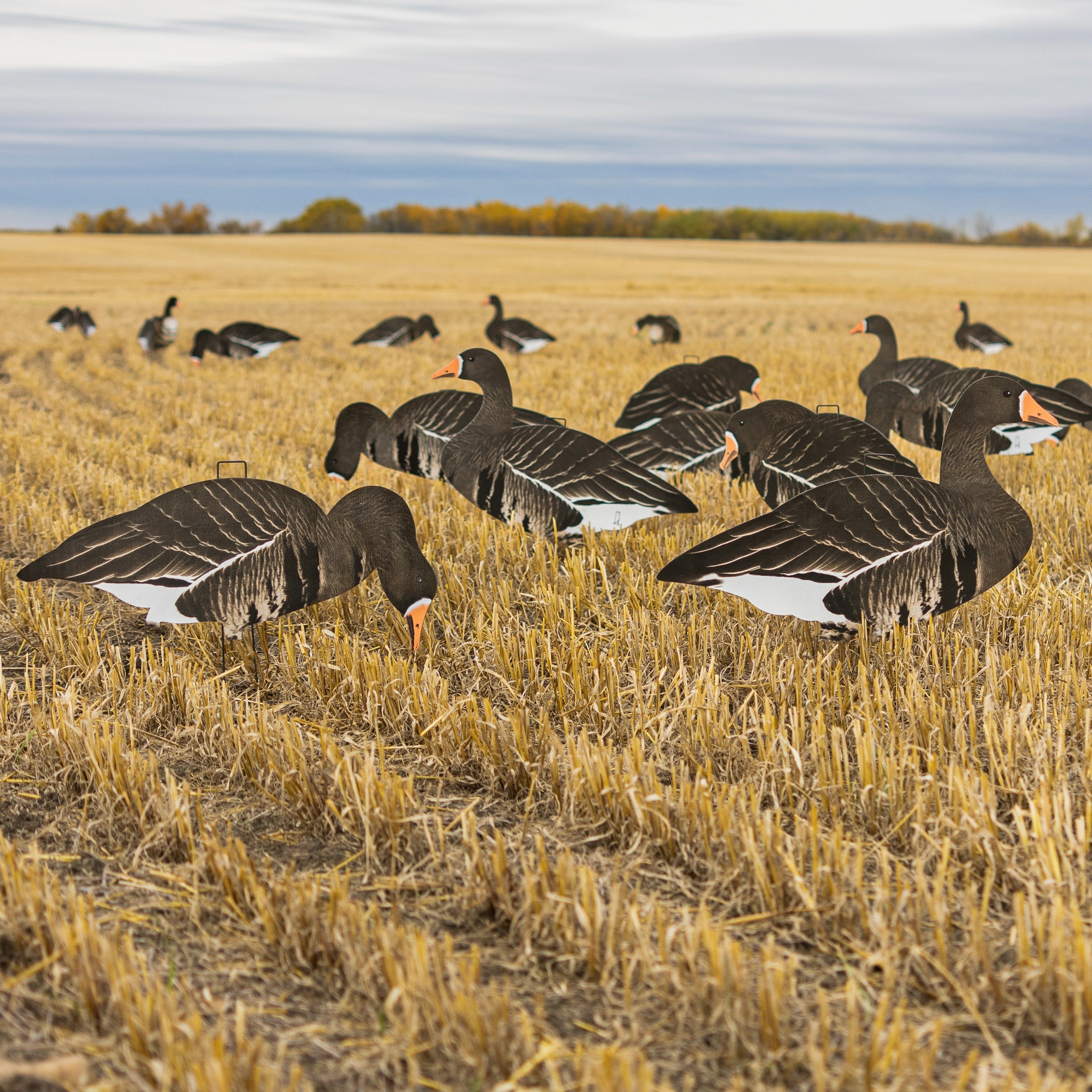 2025 Speck Field Package