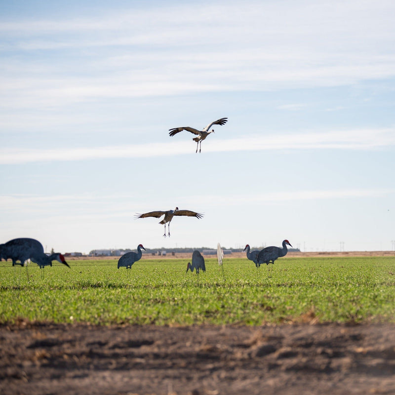 Sandhill Crane Silhouettes silhouettes