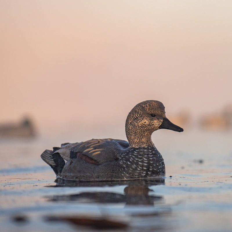Gadwall Floaters 6 pack