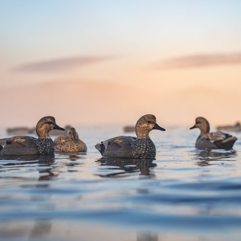 Gadwall Floaters 6 pack