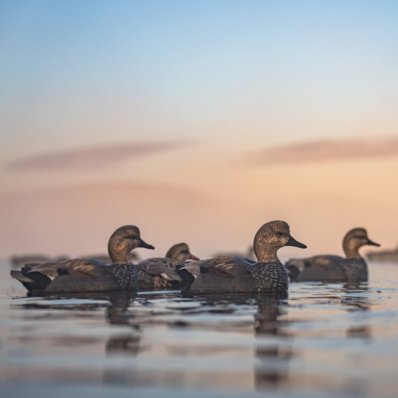 Gadwall Floaters 6 pack