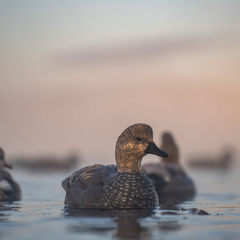Gadwall Floaters 6 pack