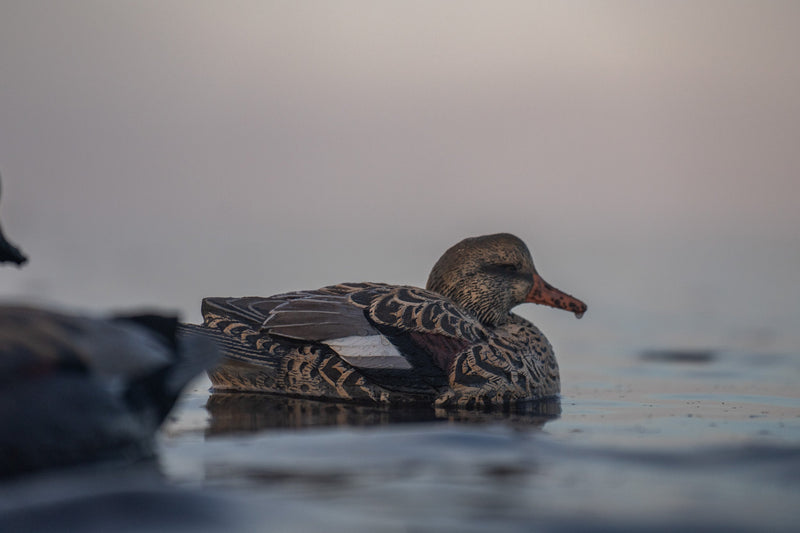 Gadwall Floaters 6 pack
