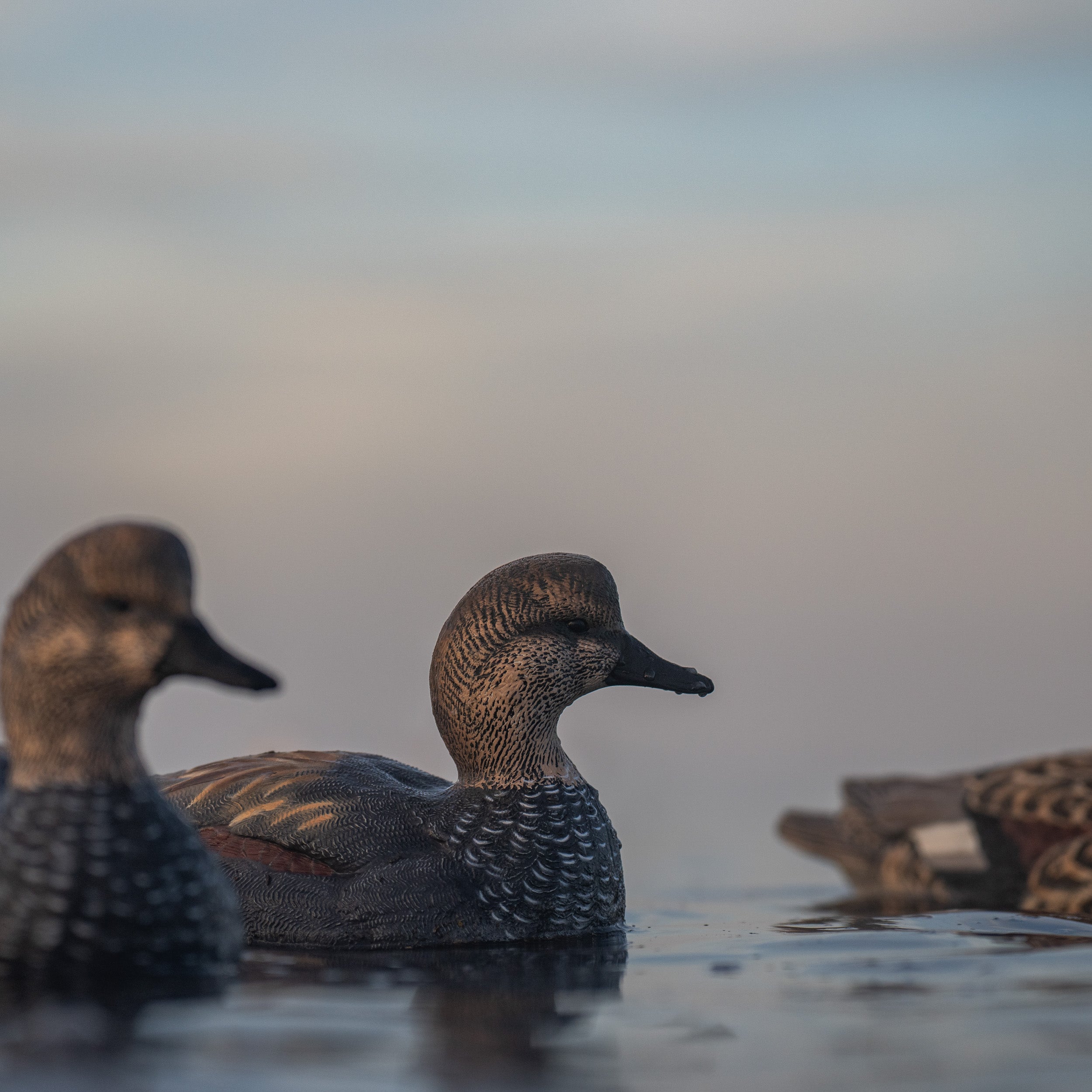 Gadwall Floaters 6 pack