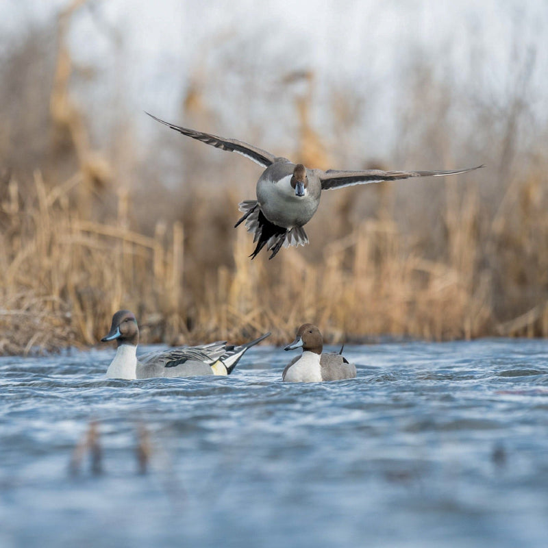 Pintail Floaters Floaters