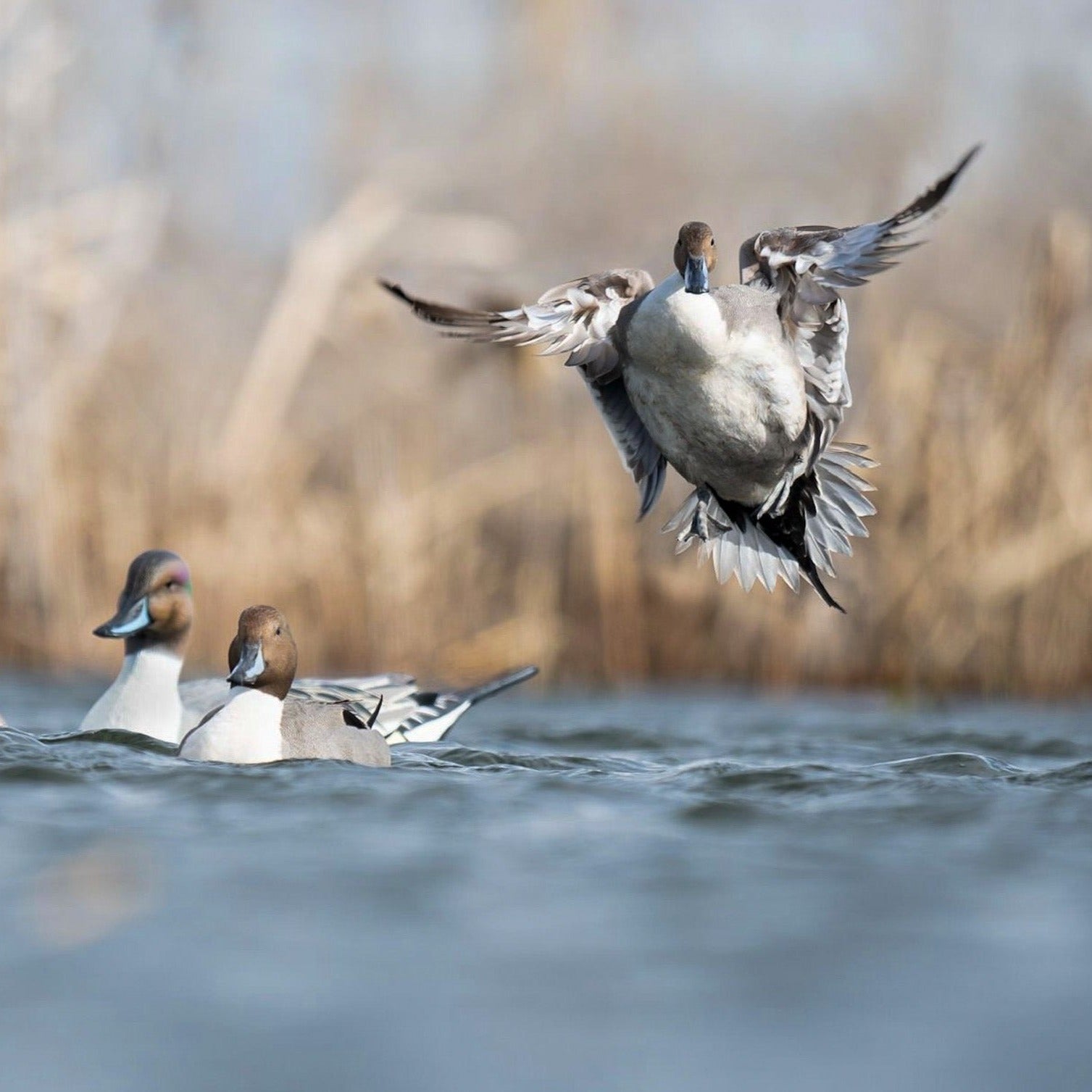 Pintail Floaters Floaters