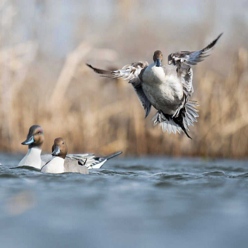 Pintail Floaters Floaters