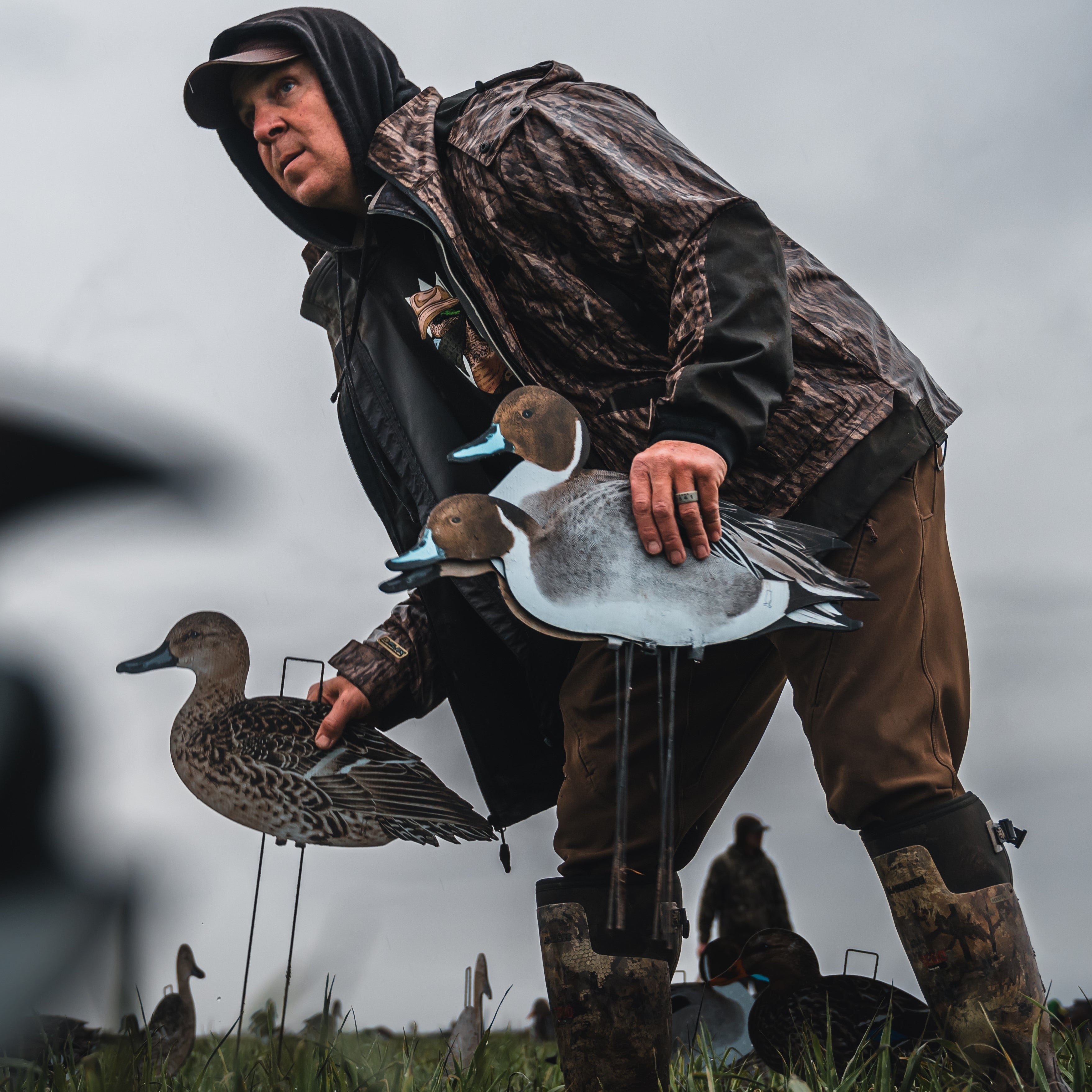 Pintail Silhouettes silhouettes