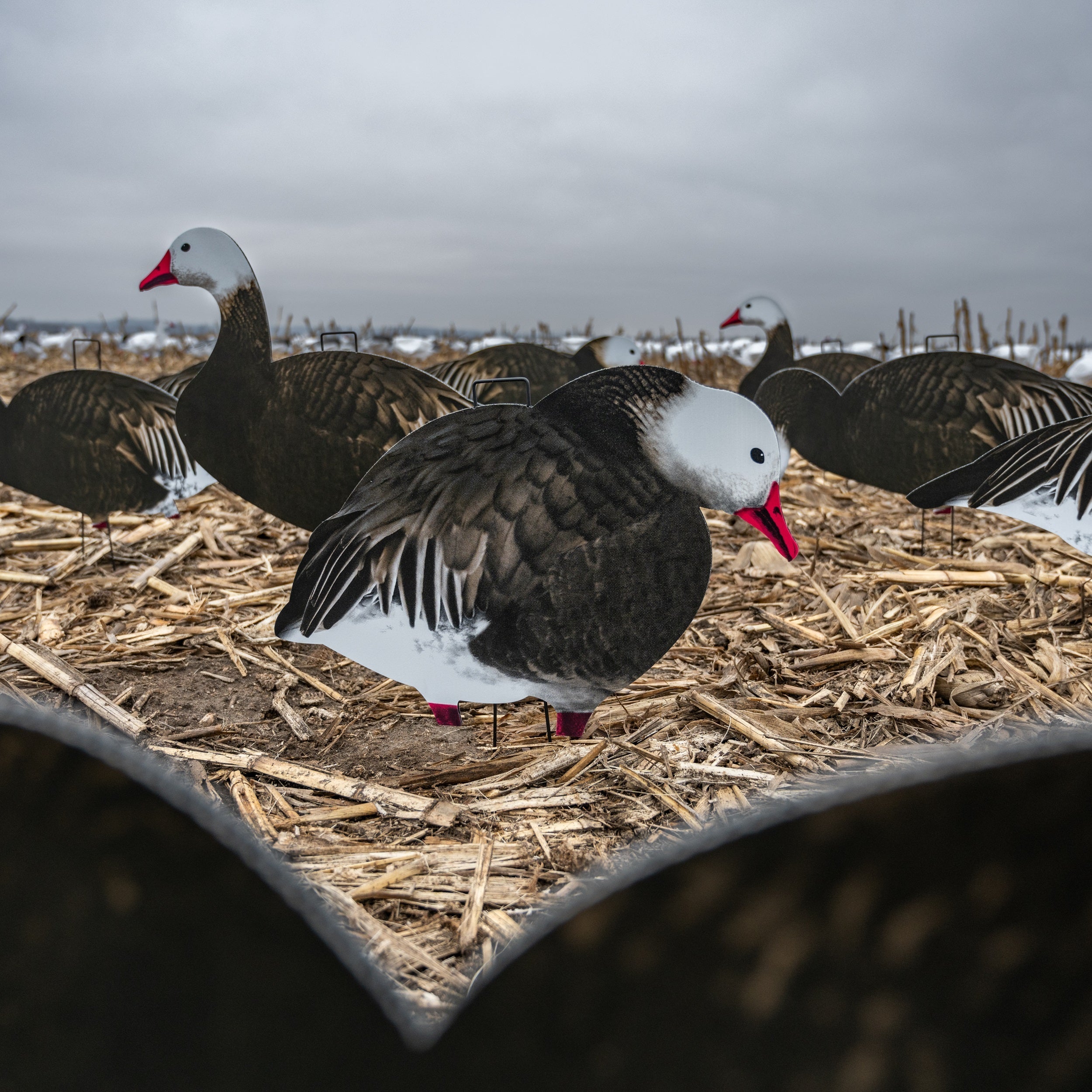 Fully Flocked Blue Goose Silhouettes silhouettes