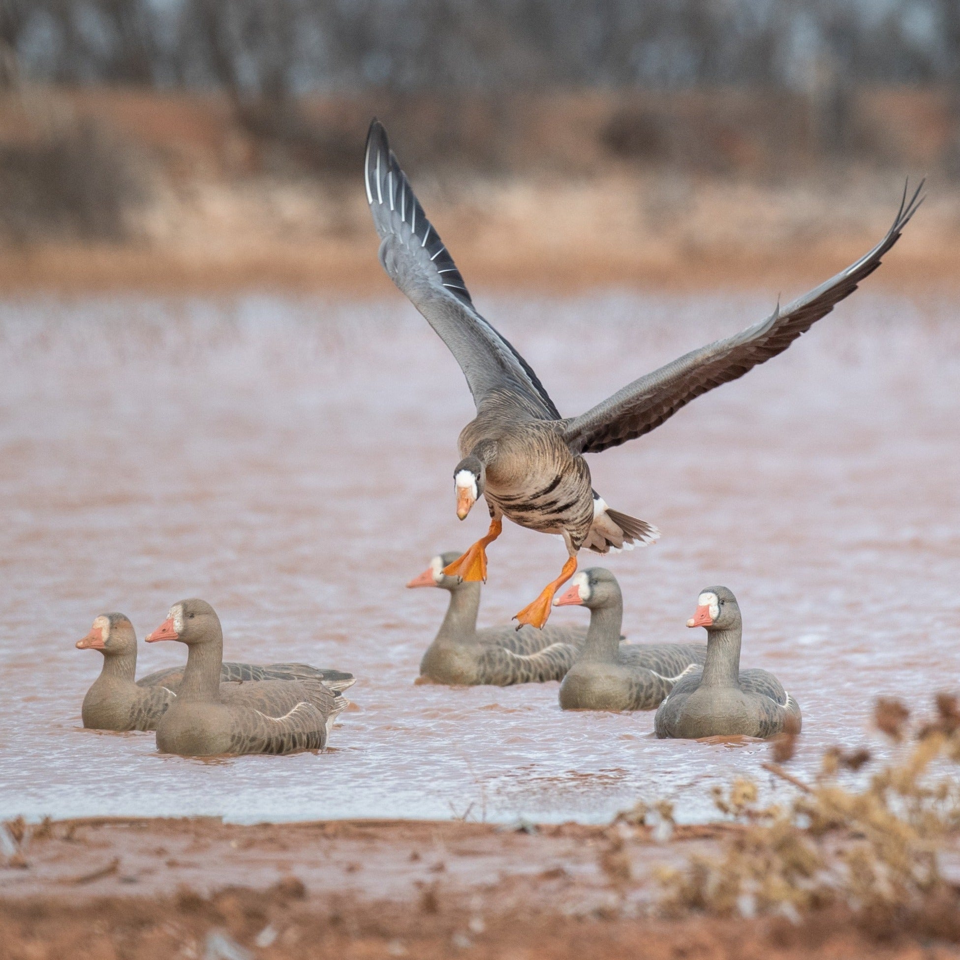 F1 Specklebelly Floaters Geese Decoys Dive Bomb Industries