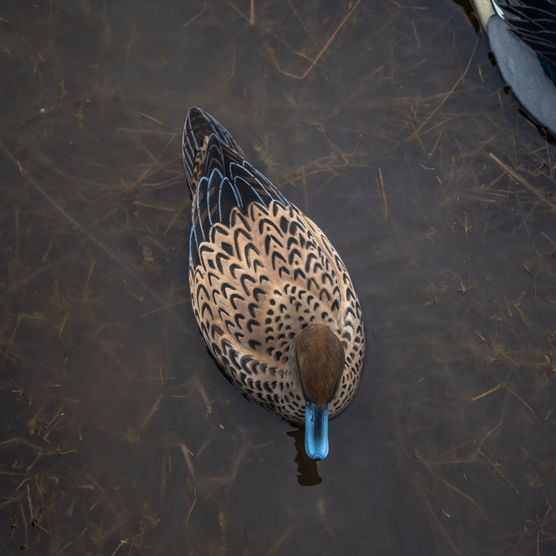 Fully Flocked Pintail Floaters Floaters