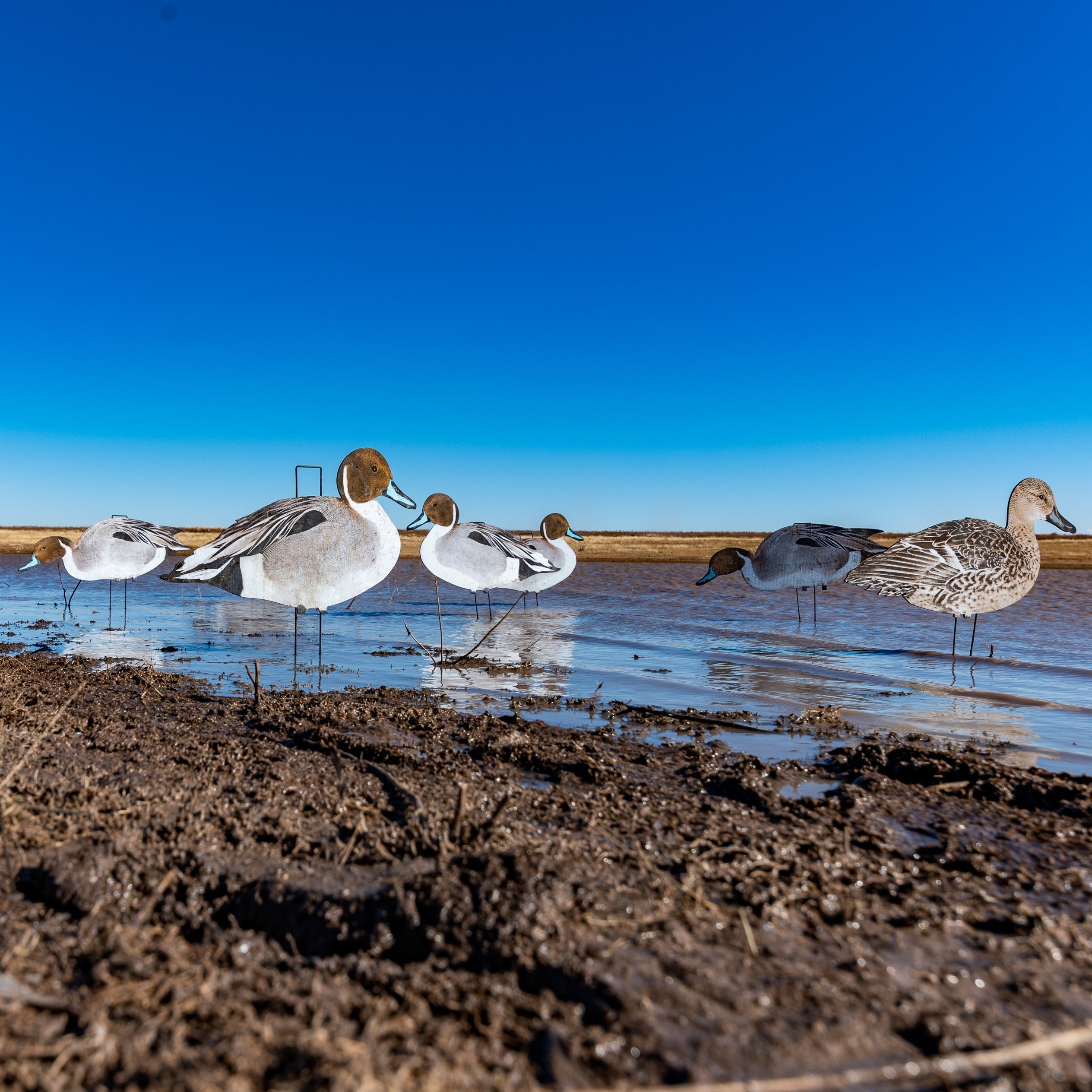 Pintail Silhouettes silhouettes