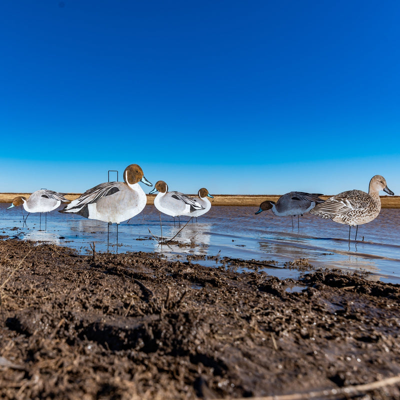 Pintail Silhouettes silhouettes