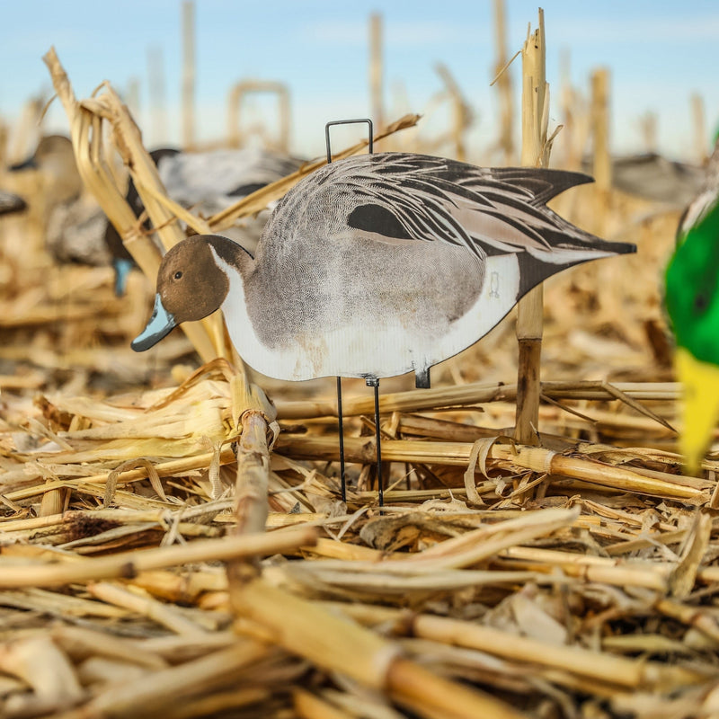 Pintail Silhouettes silhouettes