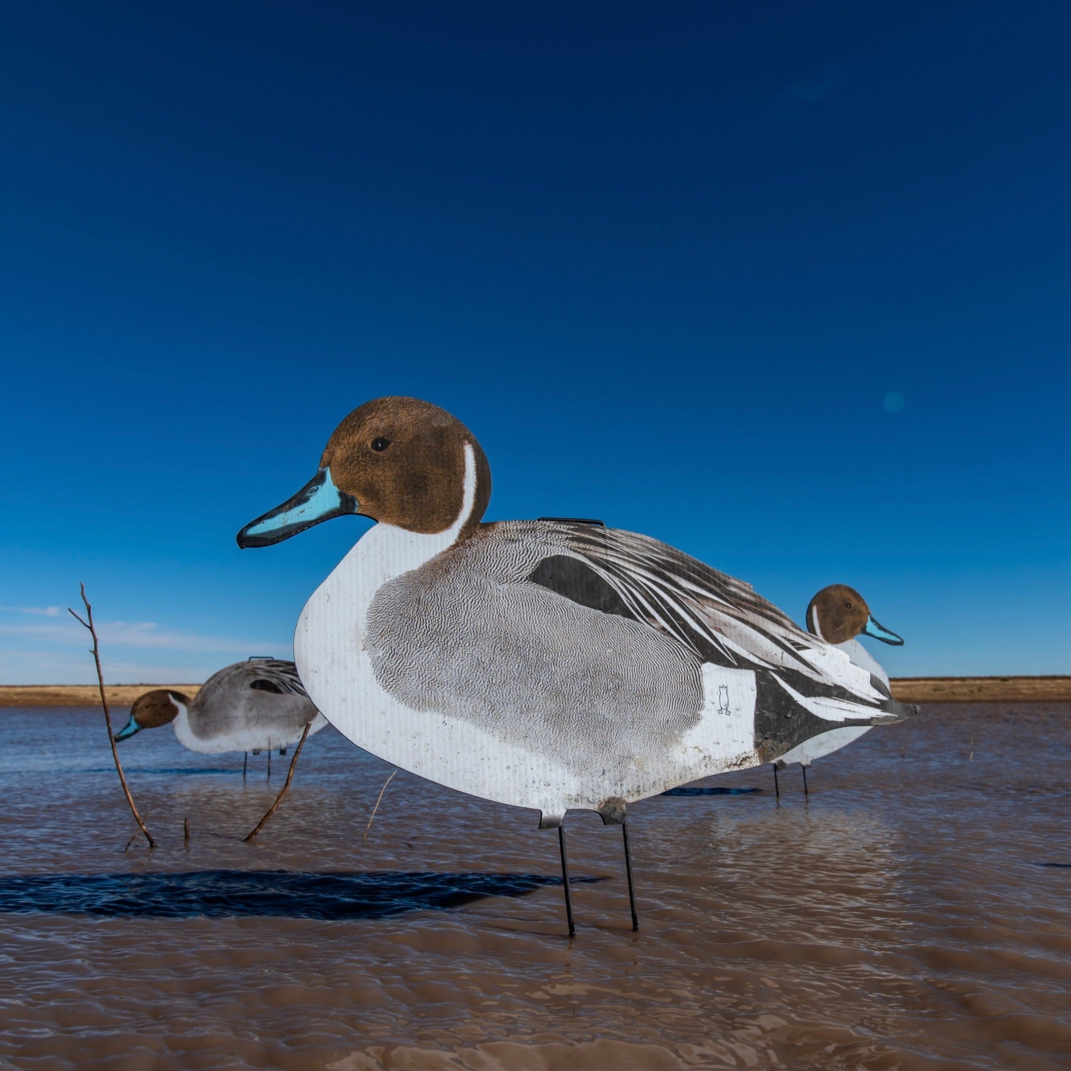 Pintail Silhouettes silhouettes