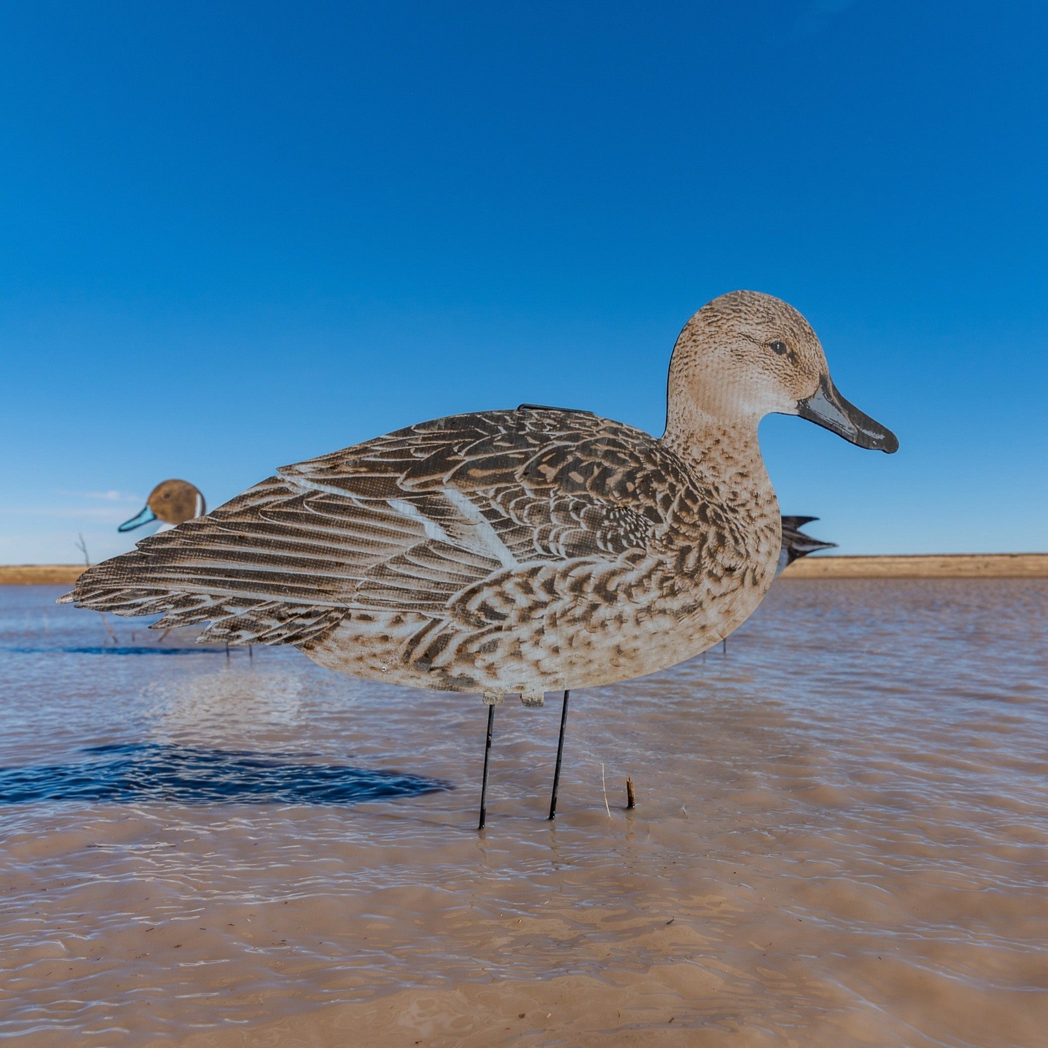 Pintail Silhouettes silhouettes
