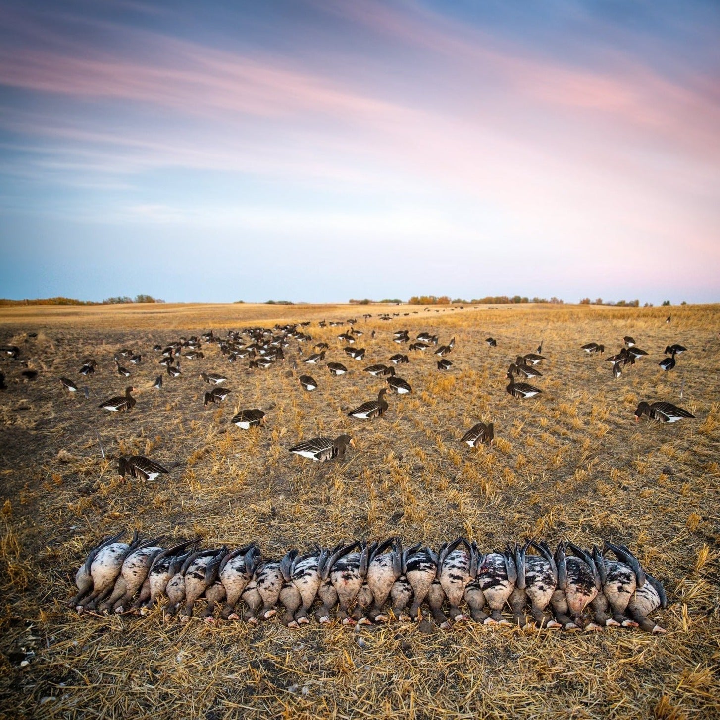 Fully Flocked Specklebelly Goose Silhouettes silhouettes
