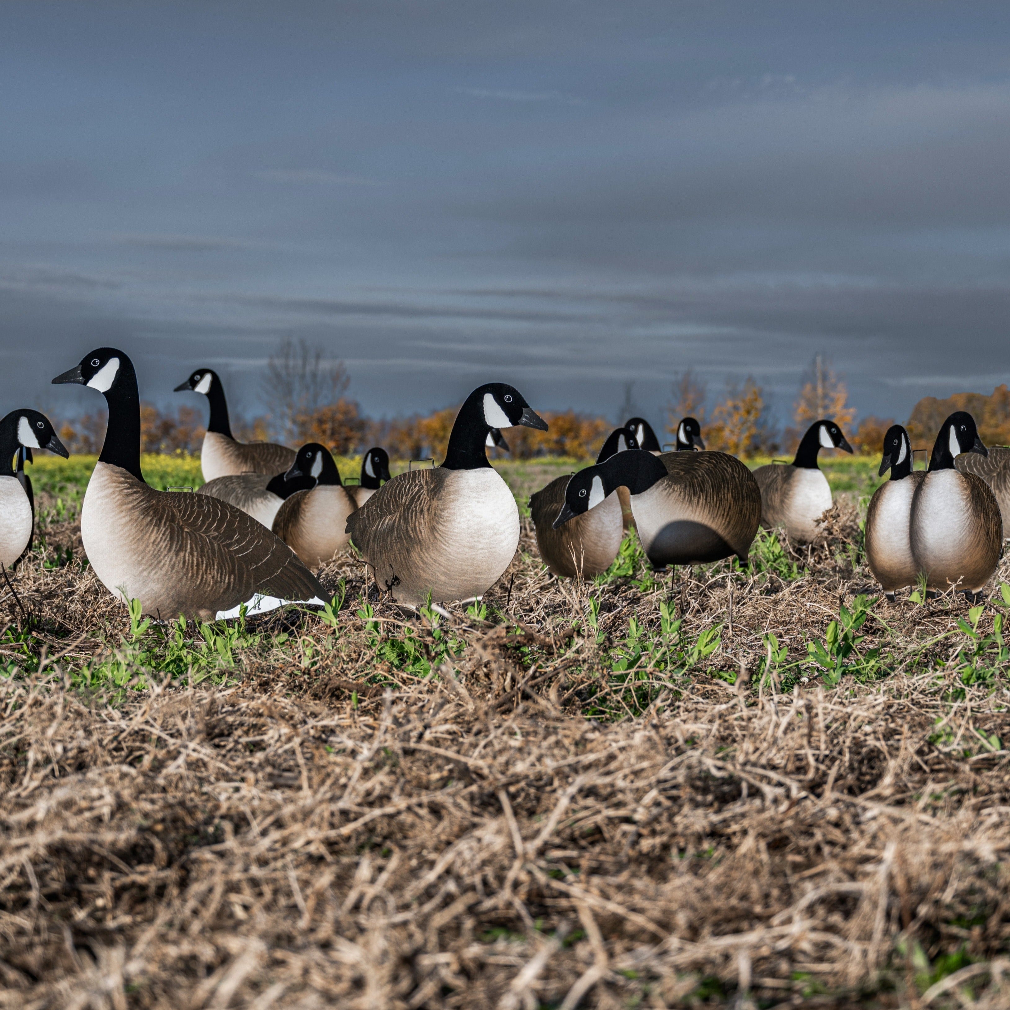 Canada Fully Flocked Goose Silhouettes (V2) Lifelike Decoys