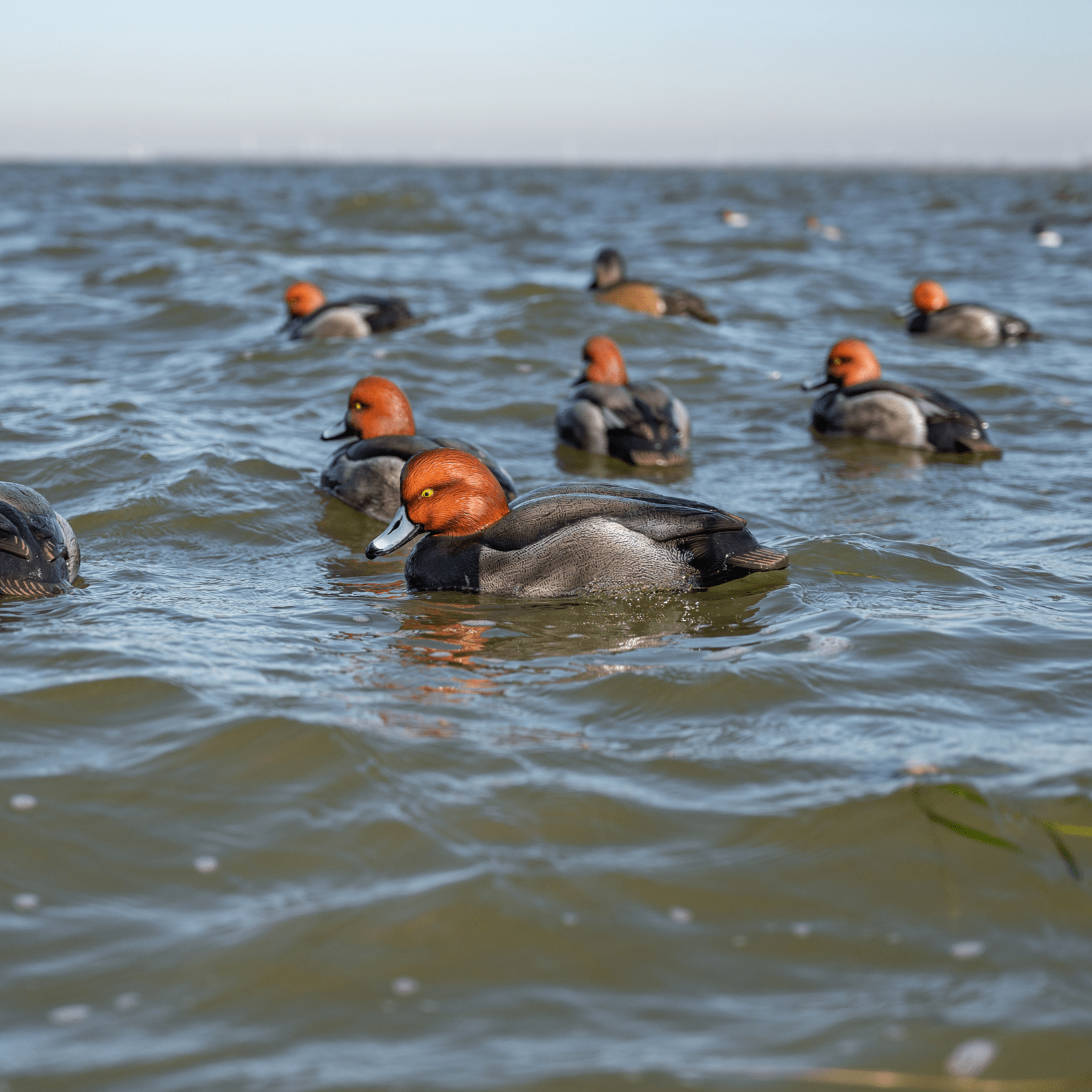 Redhead Floaters Floaters