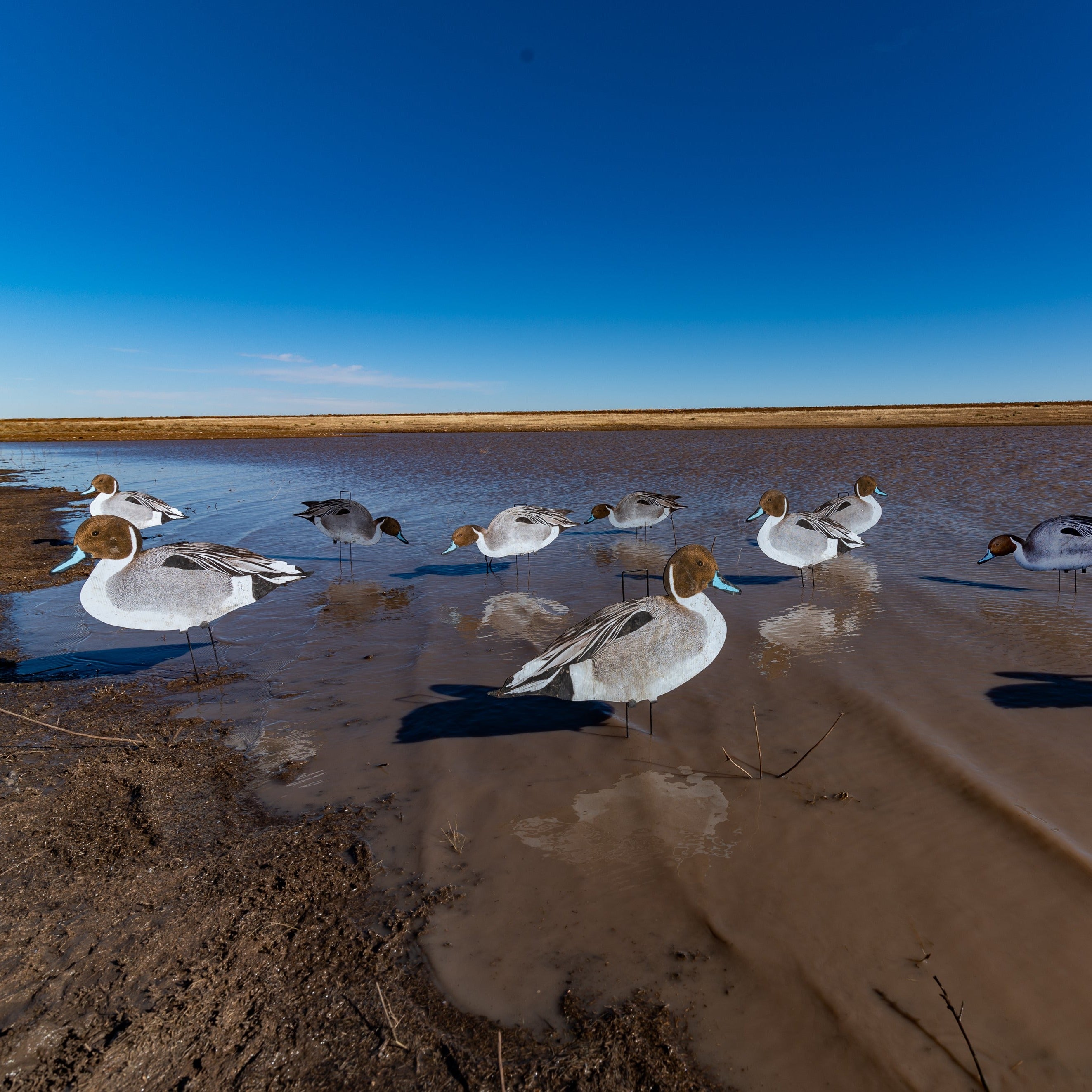 Pintail Silhouettes silhouettes