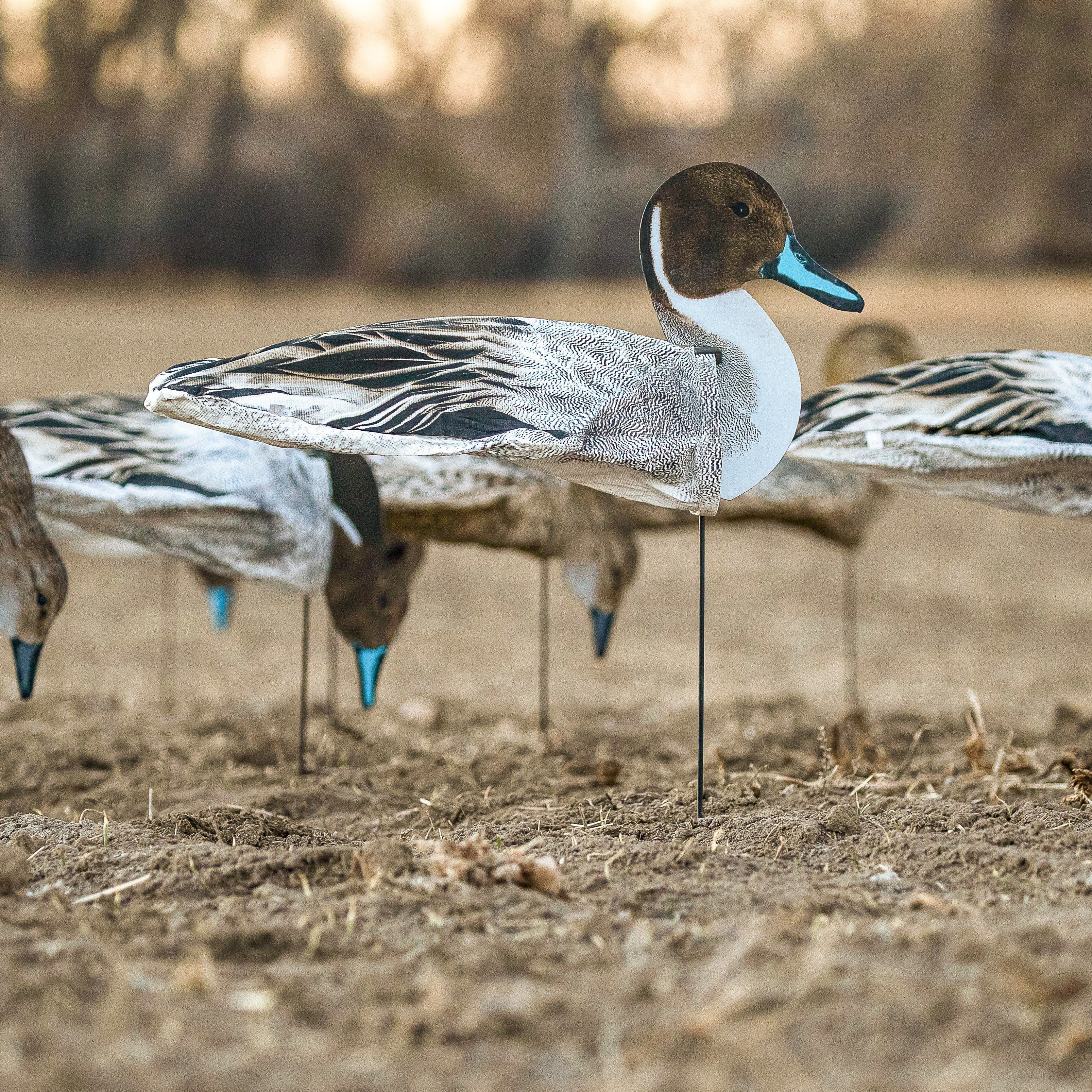 Pintail Socks socks 1 dz