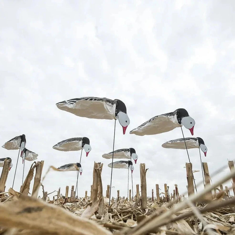 Tall Blue Goose Socks socks 1 dz