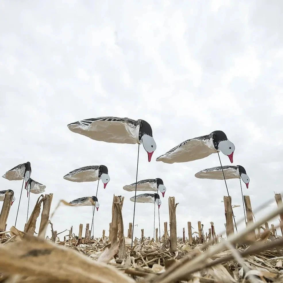 Tall Blue Goose Socks socks 1 dz