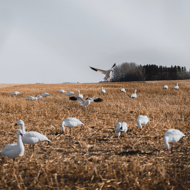 Snow Goose Full Bodies