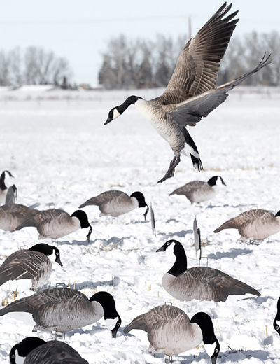 Decoys