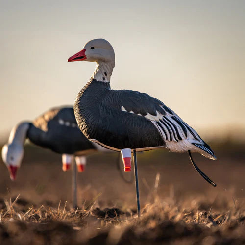 Blue Goose Decoys