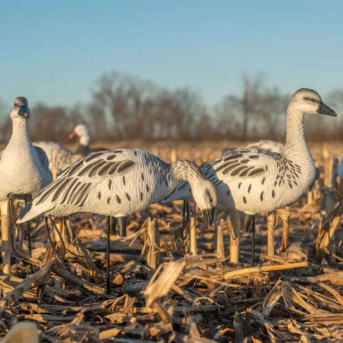 Juvie Goose Decoys
