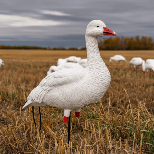 Snow Goose Decoys