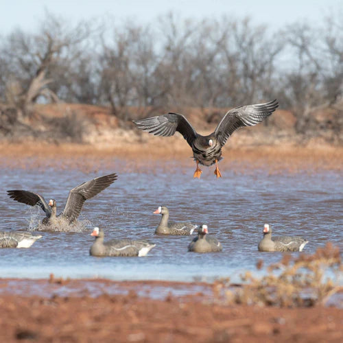 Specklebelly Decoys