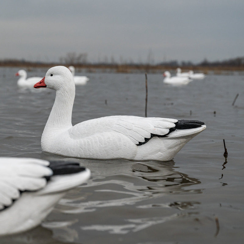 Snow Goose Floaters 6-pack