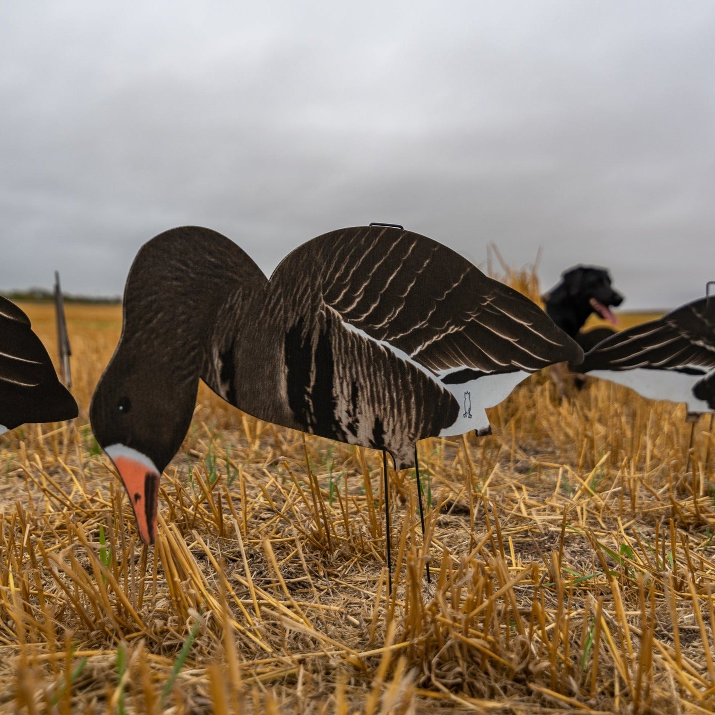 V2FF (Fully Flocked) Specklebelly Silhouettes Dive Bomb Industries