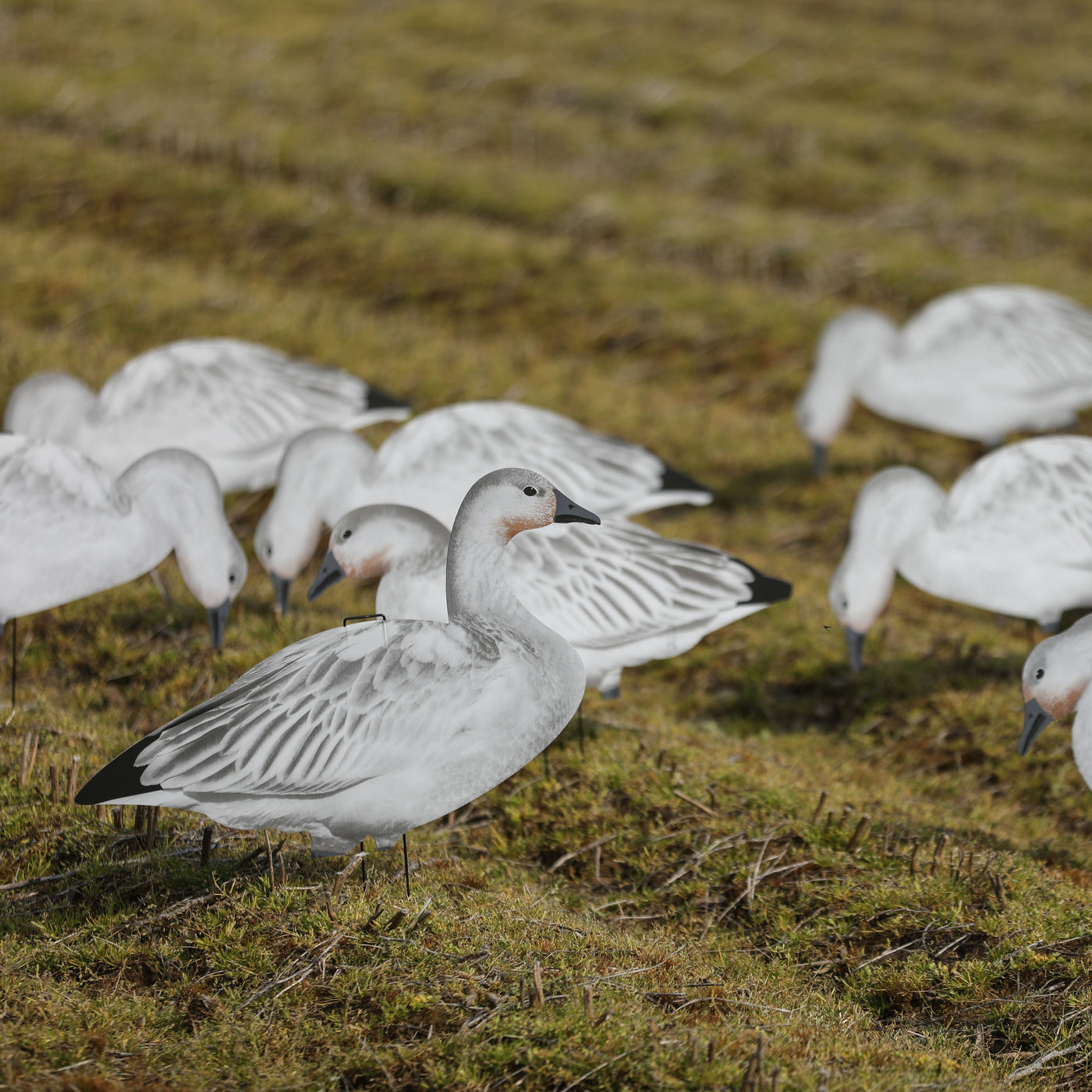 V2 Juvie Goose Silhouettes