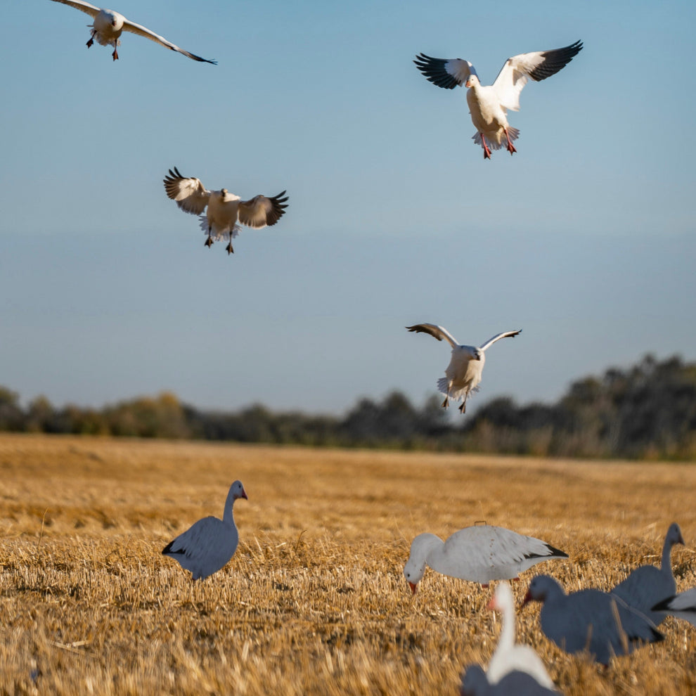 Snow Goose Decoys | Realistic, Durable, and Lightweight – Dive Bomb ...