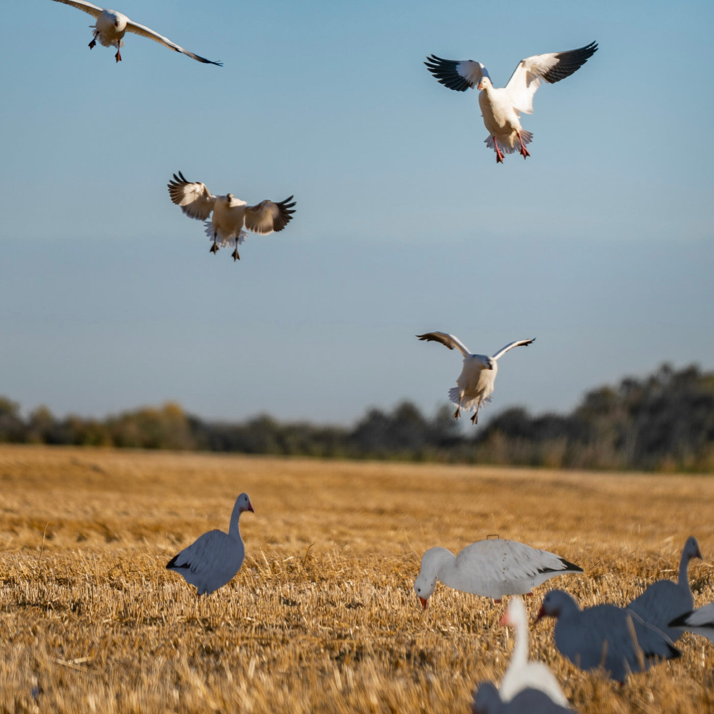 V2 Snow Goose Silhouettes