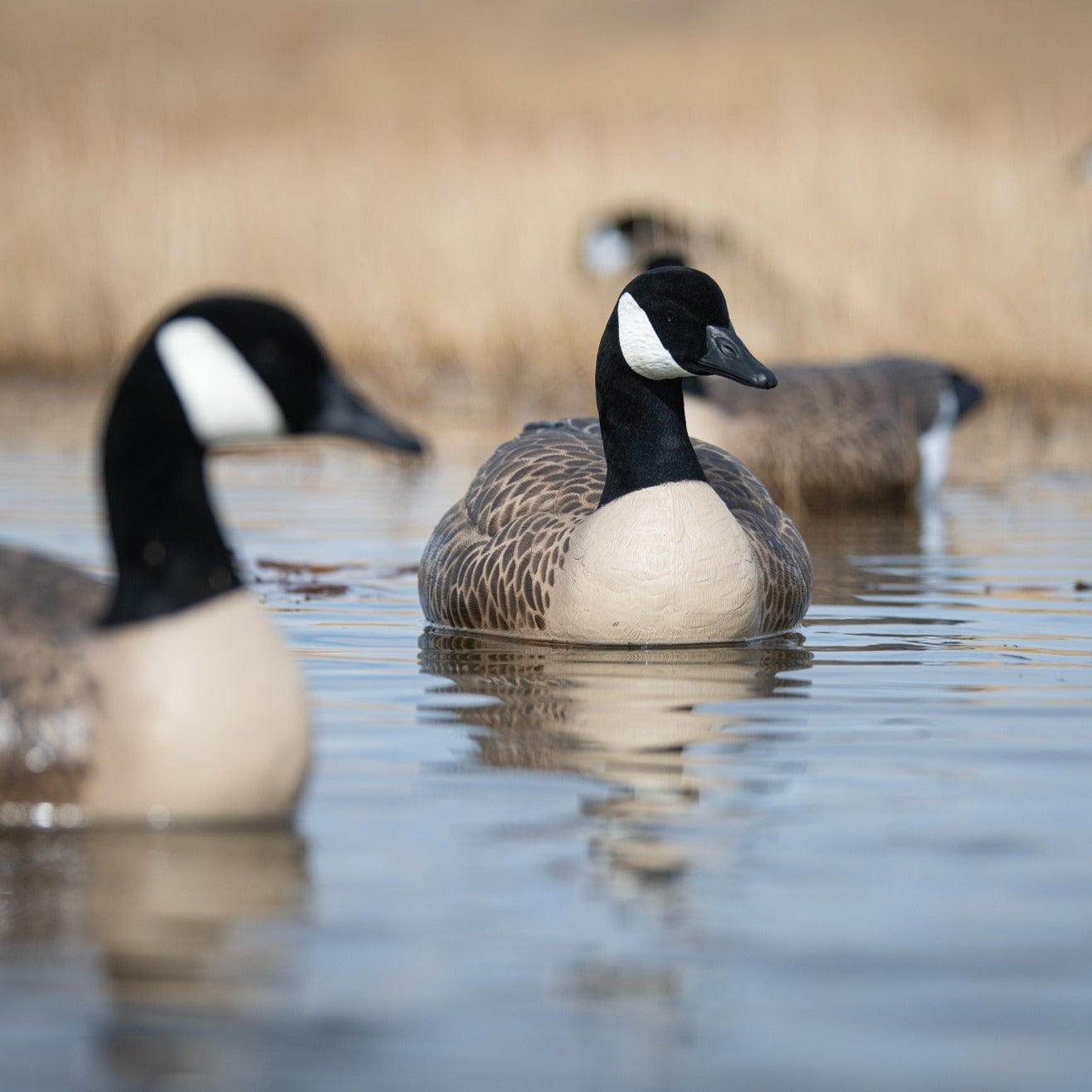 F1 Flocked Canada Floaters