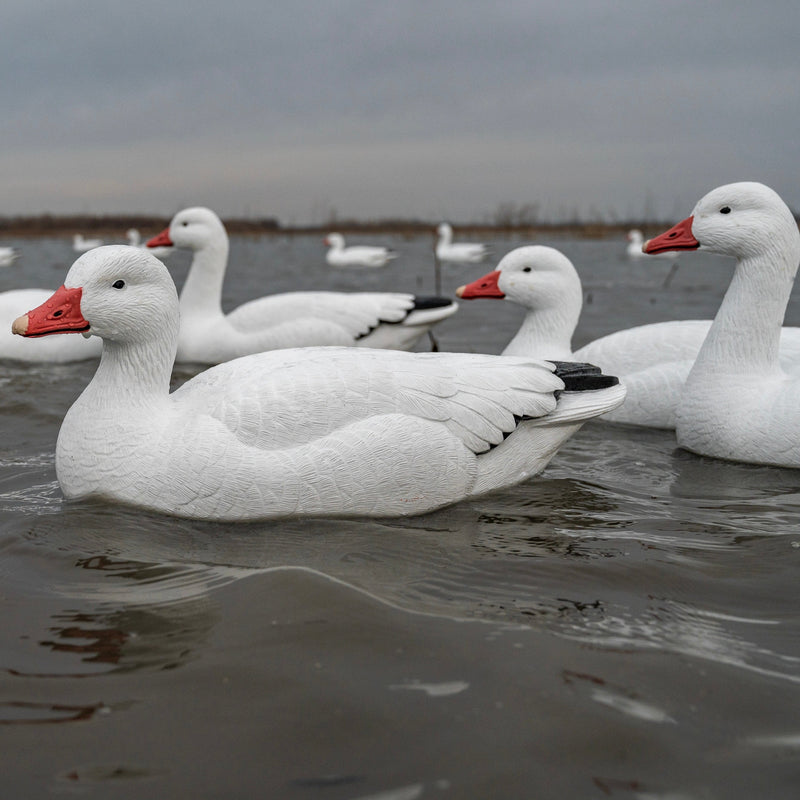 Snow Goose Floaters 6-pack
