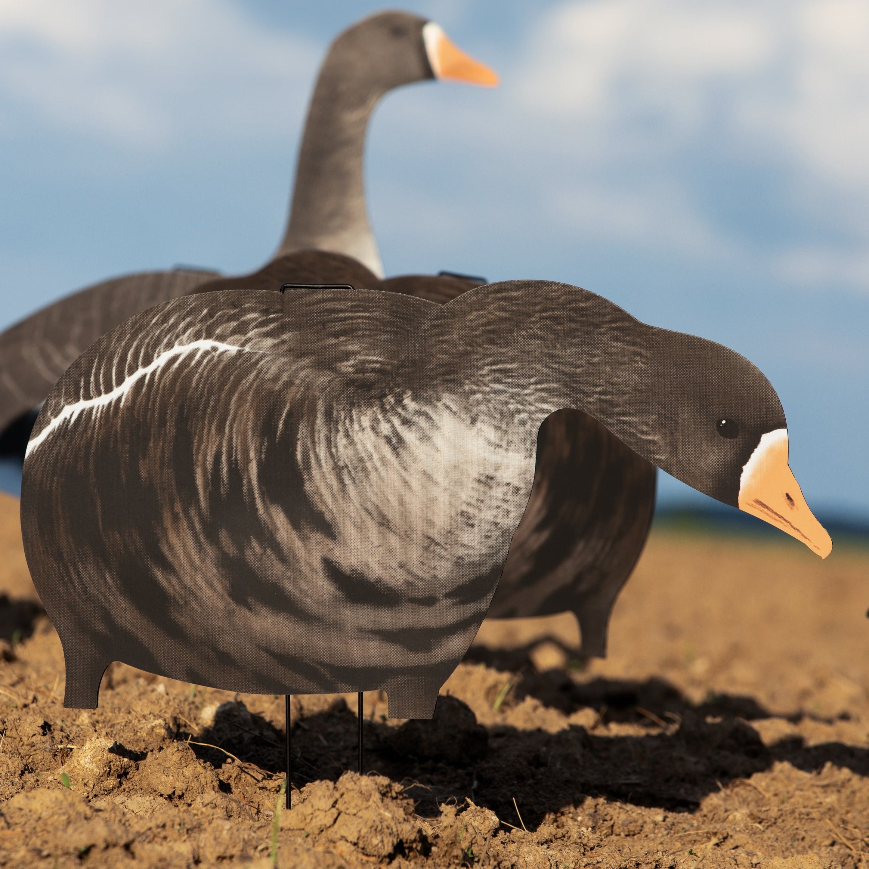 Alternate Specklebelly Goose Silhouettes silhouettes
