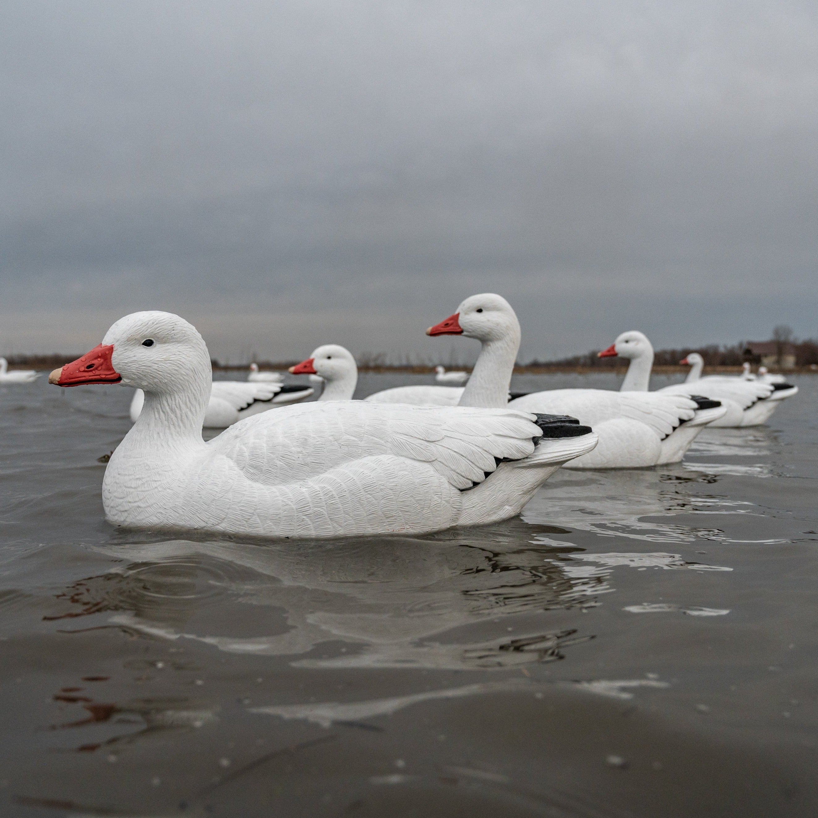 Snow Goose Floaters 6-pack