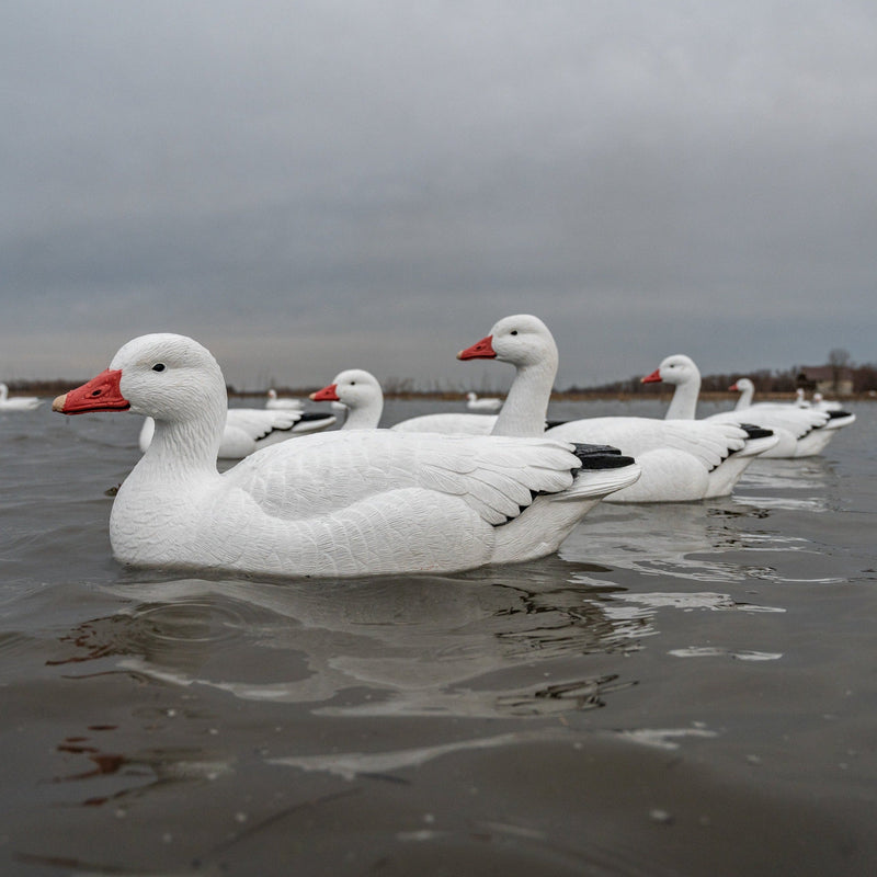 Snow Goose Floaters 6-pack