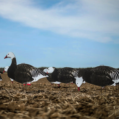 V2 Blue Goose Silhouettes