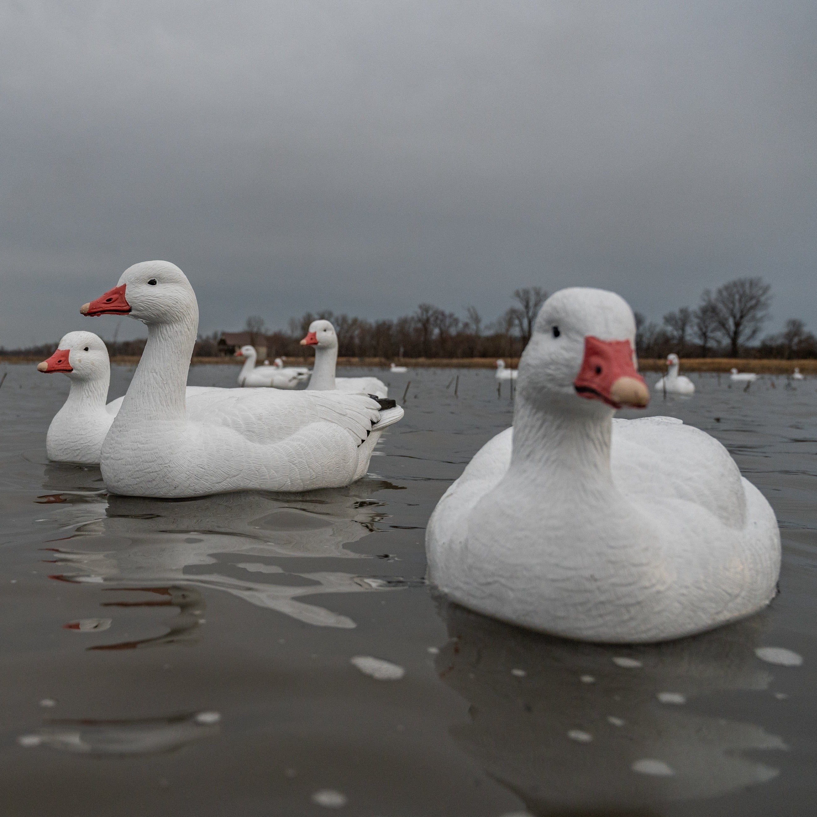 Snow Goose Floaters 6-pack