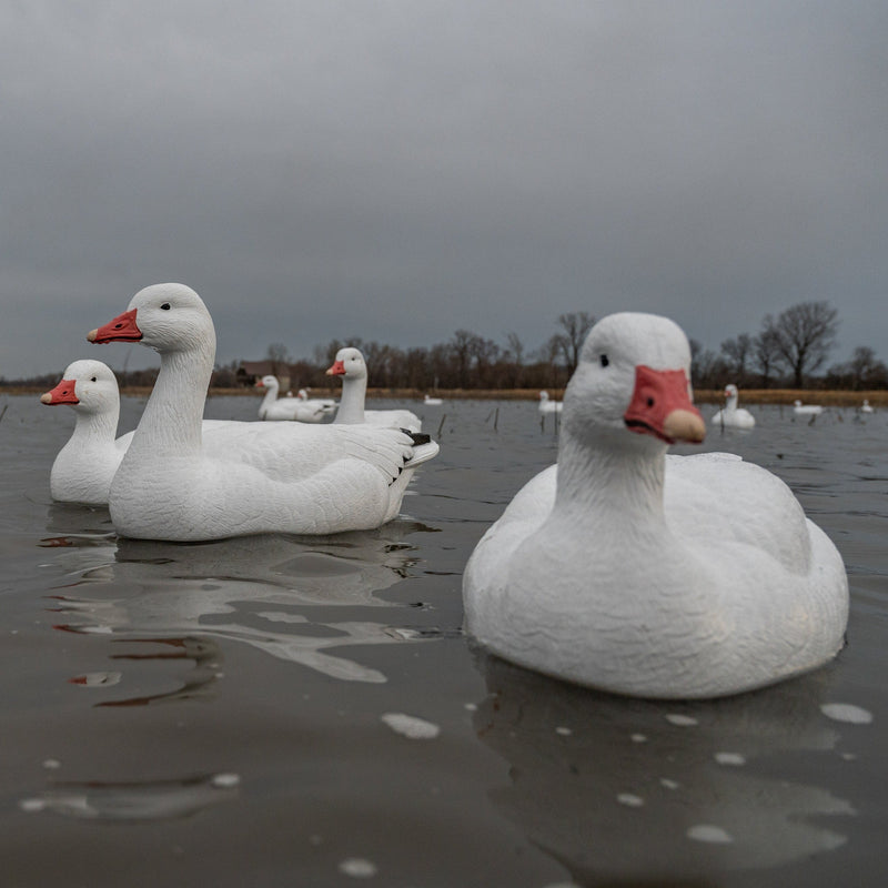 Snow Goose Floaters 6-pack