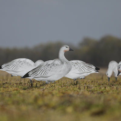 V2 Juvie Goose Silhouettes