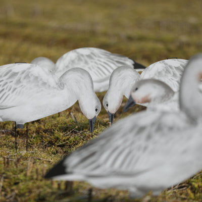 V2 Juvie Goose Silhouettes